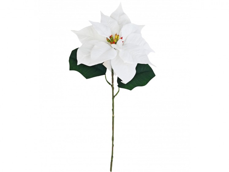 Kalėdinė puansetija VELVET