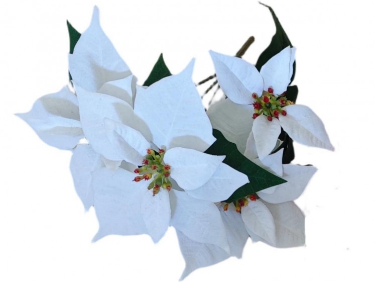 Kalėdinė puansetijos...