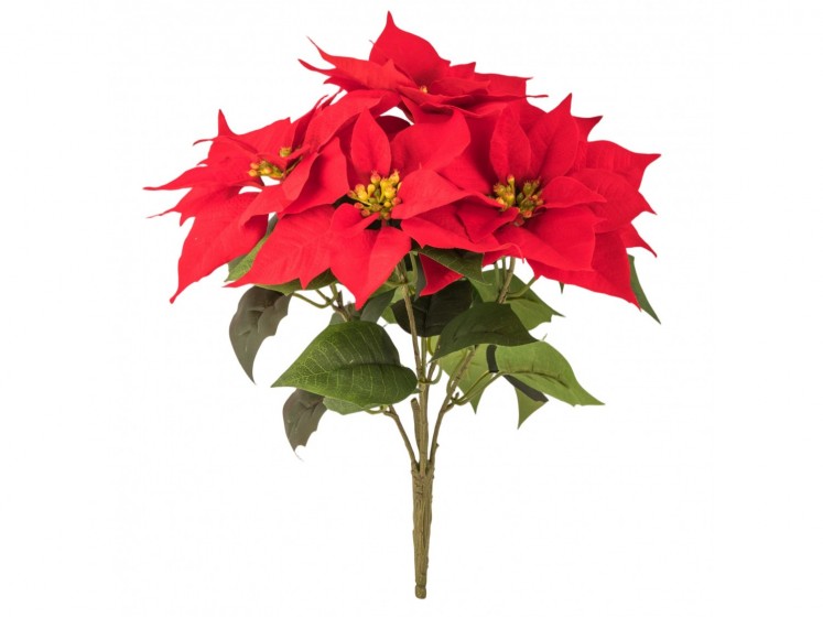 Kalėdinė puansetijos...