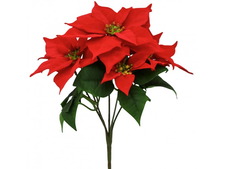 Kalėdinė puansetijos...