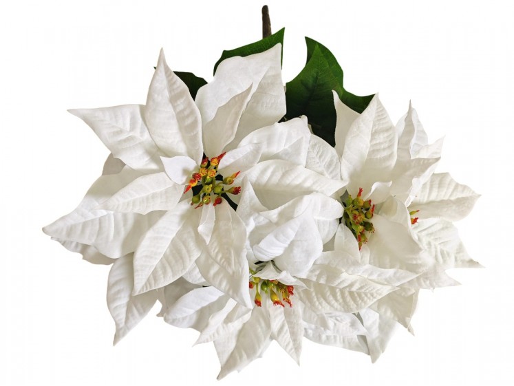 Kalėdinė puansetijos...