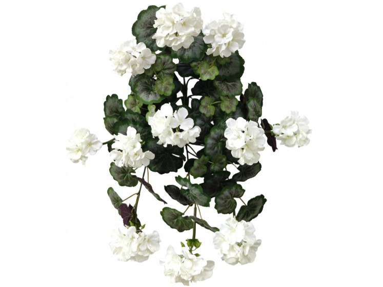 Svyranti pelargonija