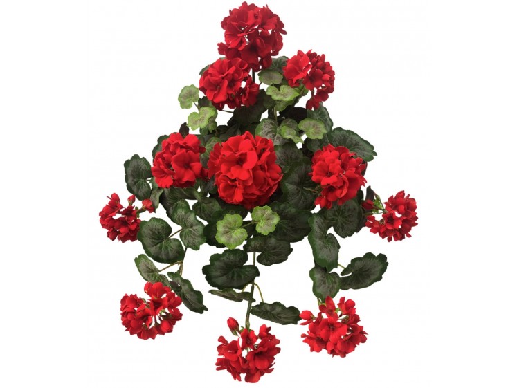 Svyranti pelargonija