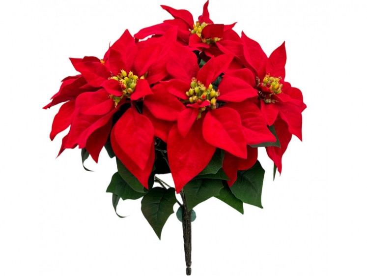 Kalėdinė puansetijos...