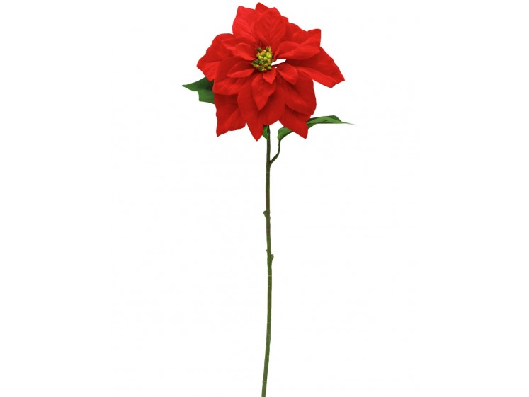 Kalėdinė puansetija VELVET