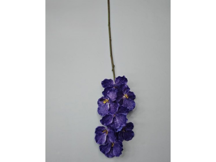 Orchidėja lateksinė