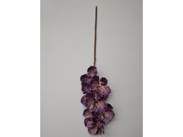 Orchidėja lateksinė