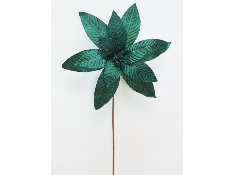 Kalėdinė puansetija Emerald