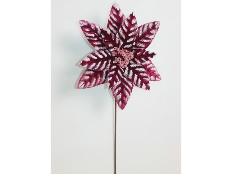 Kalėdinė puansetija VELVET...