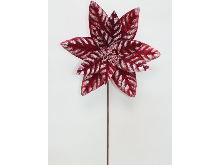 Kalėdinė puansetija VELVET...