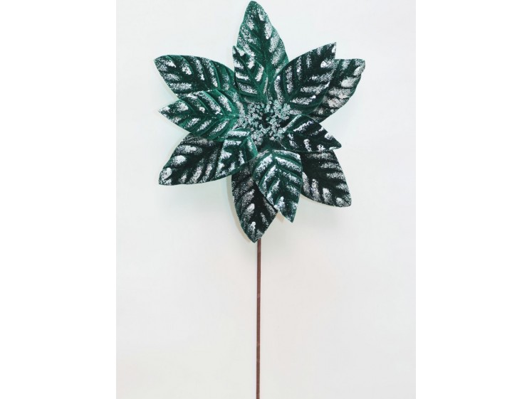 Kalėdinė puansetija VELVET...