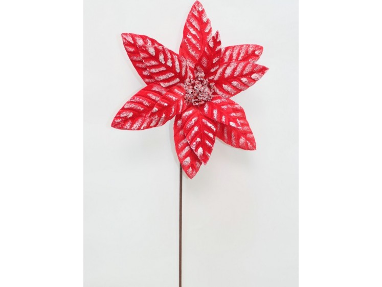 Kalėdinė puansetija VELVET Red