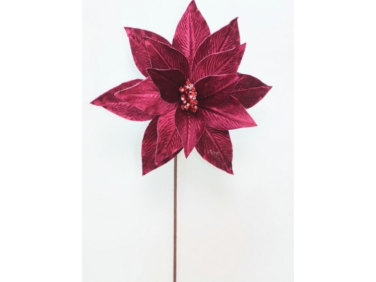 Kalėdinė puansetija Black...