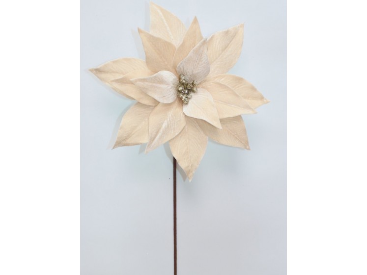 Kalėdinė puansetija Champagne