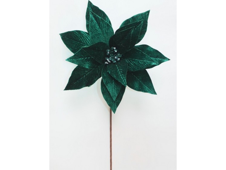 Kalėdinė puansetija Emerald