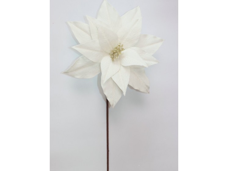 Kalėdinė puansetija Ivory