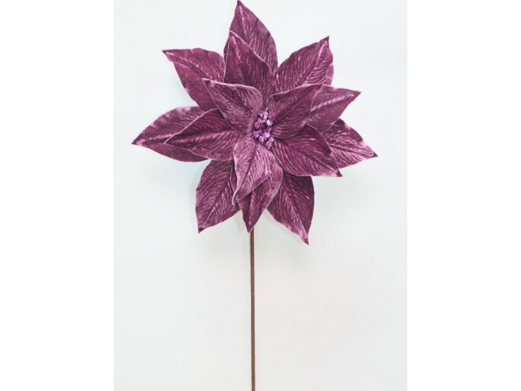 Kalėdinė puansetija Plum