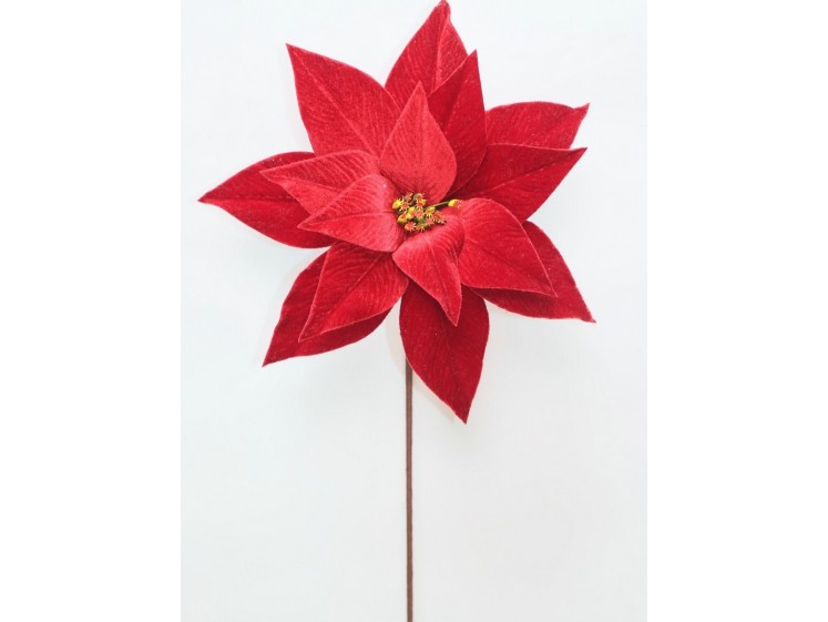 Kalėdinė puansetija Red