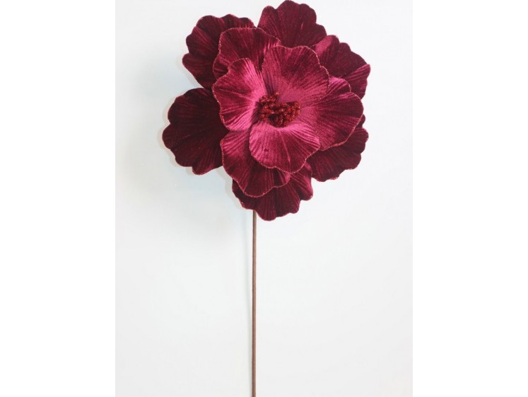 Kalėdinė puansetija Black...