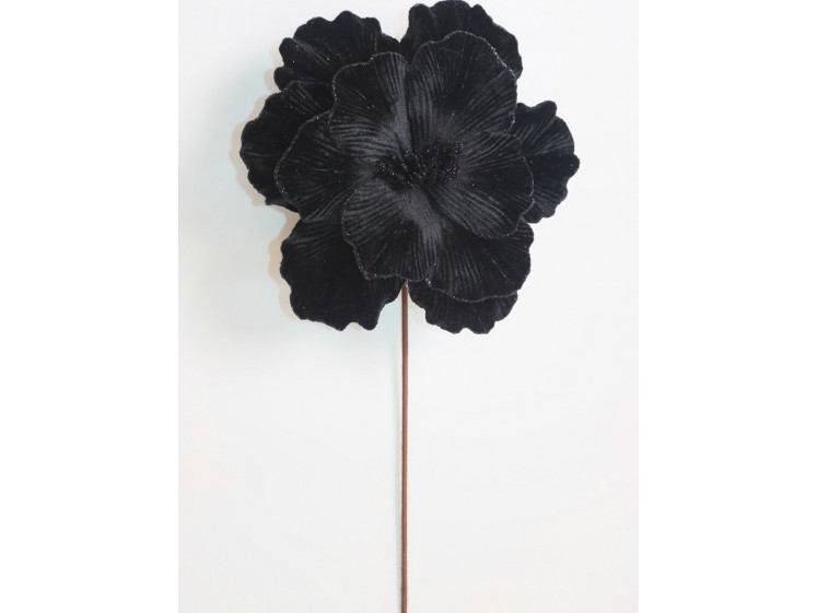 Kalėdinė puansetija Black