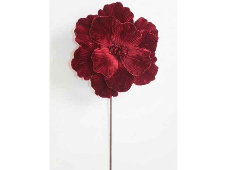 Kalėdinė puansetija Burgundy