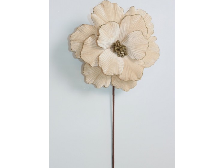 Kalėdinė puansetija Champagne