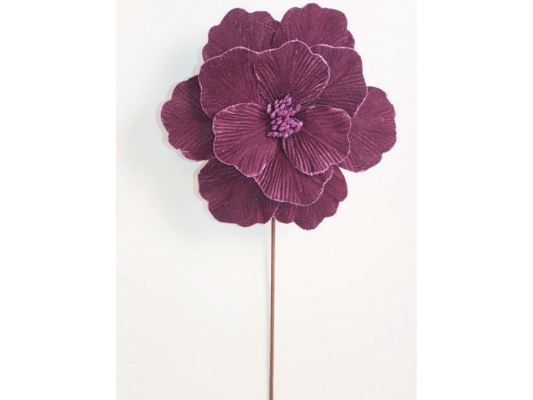 Kalėdinė puansetija Plum