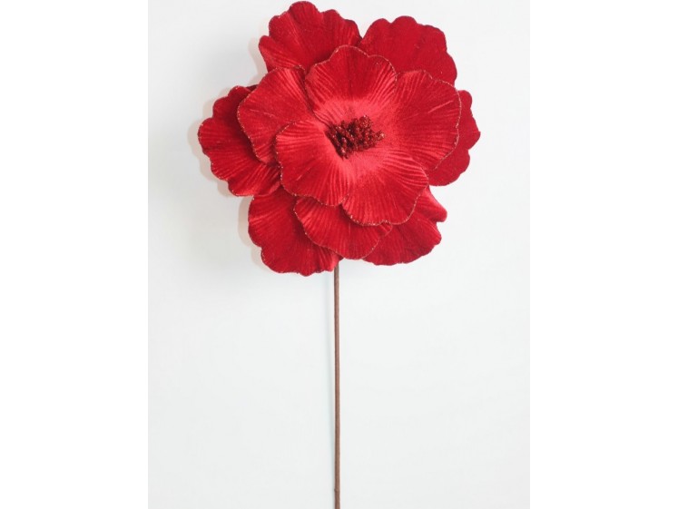 Kalėdinė puansetija Red