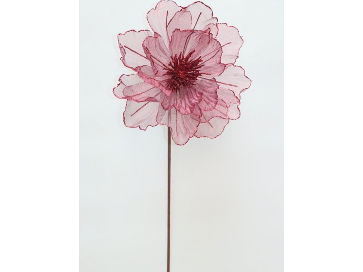 Kalėdinė puansetija Black...