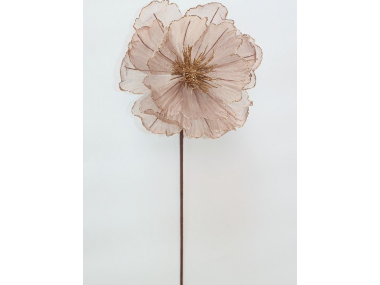 Kalėdinė puansetija Brown