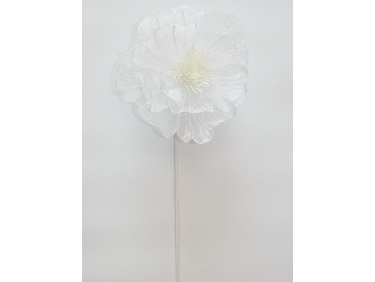 Kalėdinė puansetija White