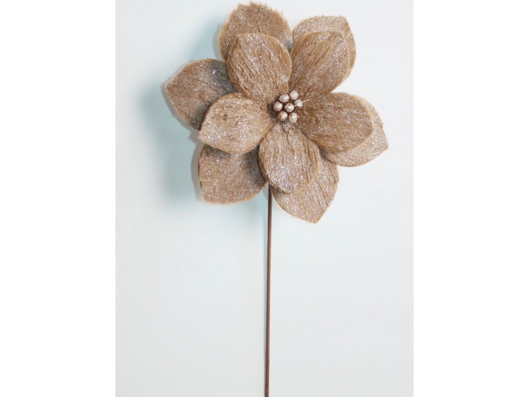 Kalėdinė puansetija Brown