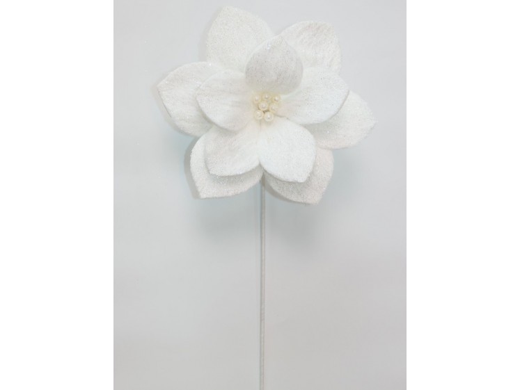 Kalėdinė puansetija White