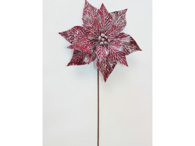 Kalėdinė puansetija Black...