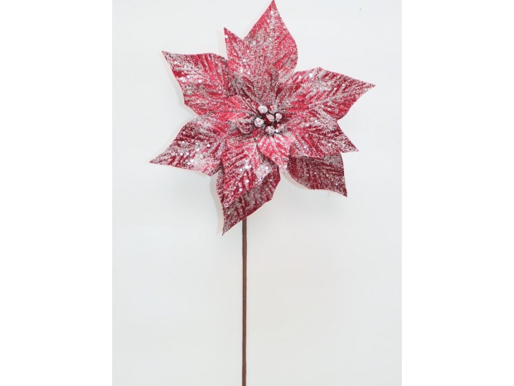 Kalėdinė puansetija Burgundy