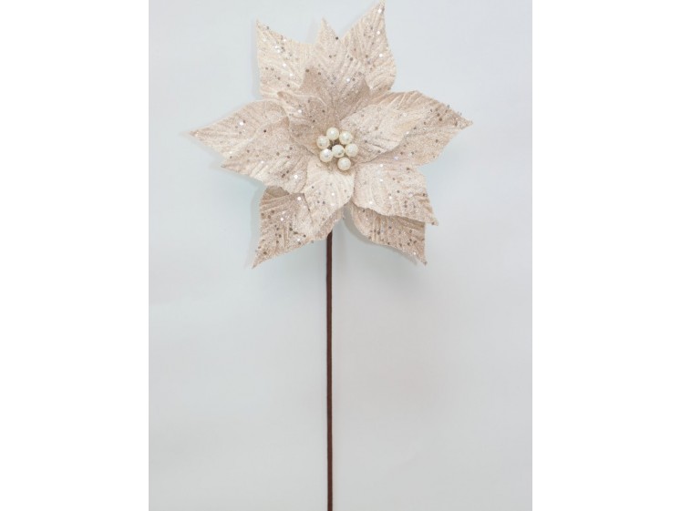 Kalėdinė puansetija Champagne