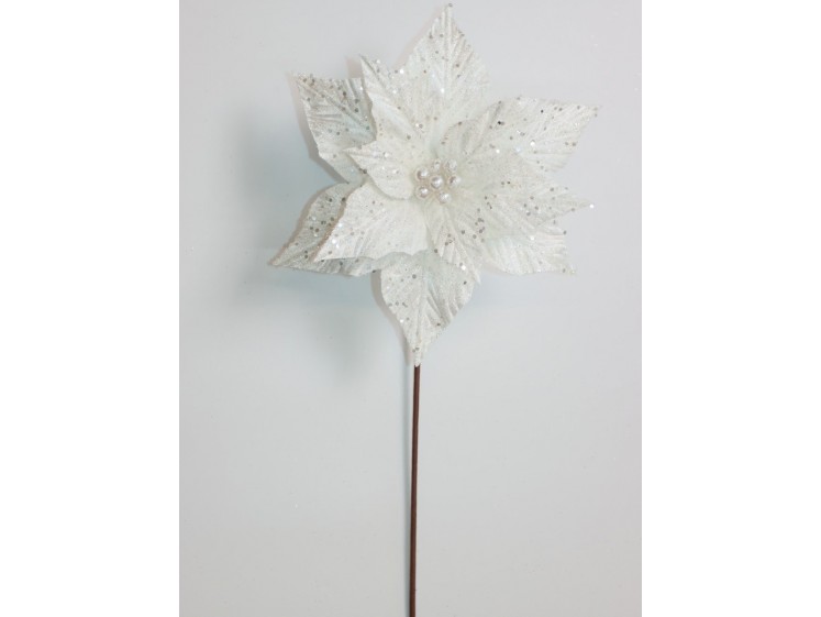 Kalėdinė puansetija Ivory