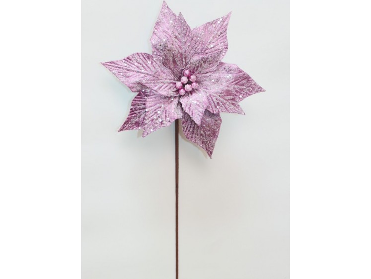 Kalėdinė puansetija Plum