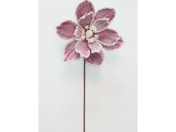 Kalėdinė magnolija VELVET...