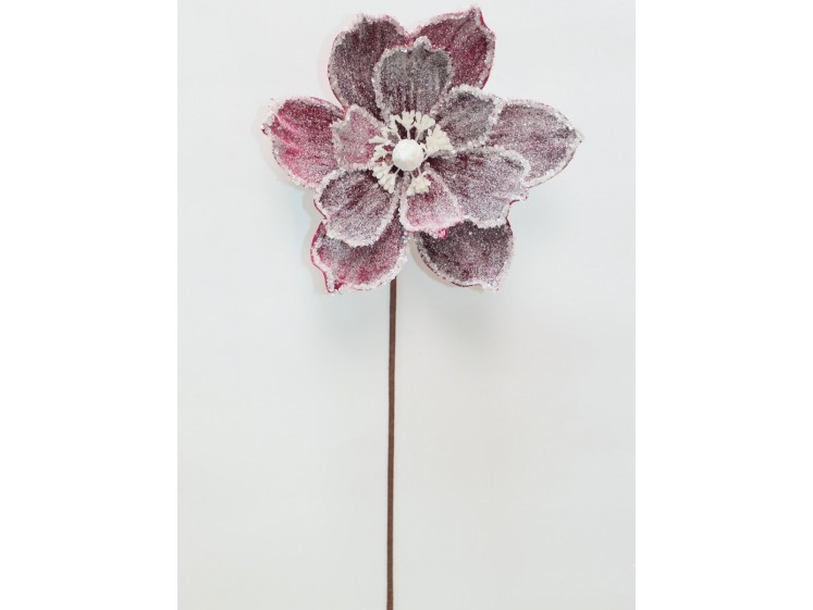 Kalėdinė magnolija VELVET...