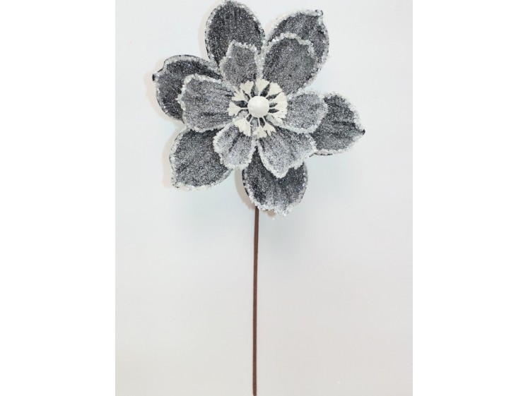 Kalėdinė magnolija VELVET...