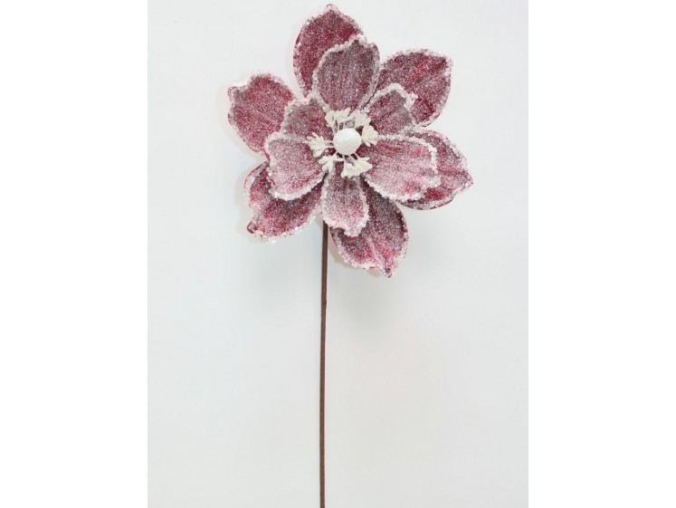 Kalėdinė magnolija VELVET...