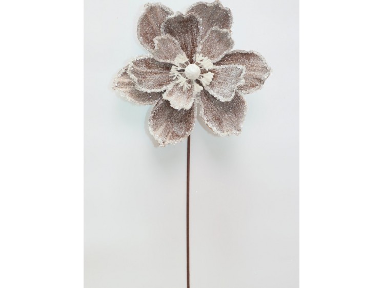 Kalėdinė magnolija VELVET...