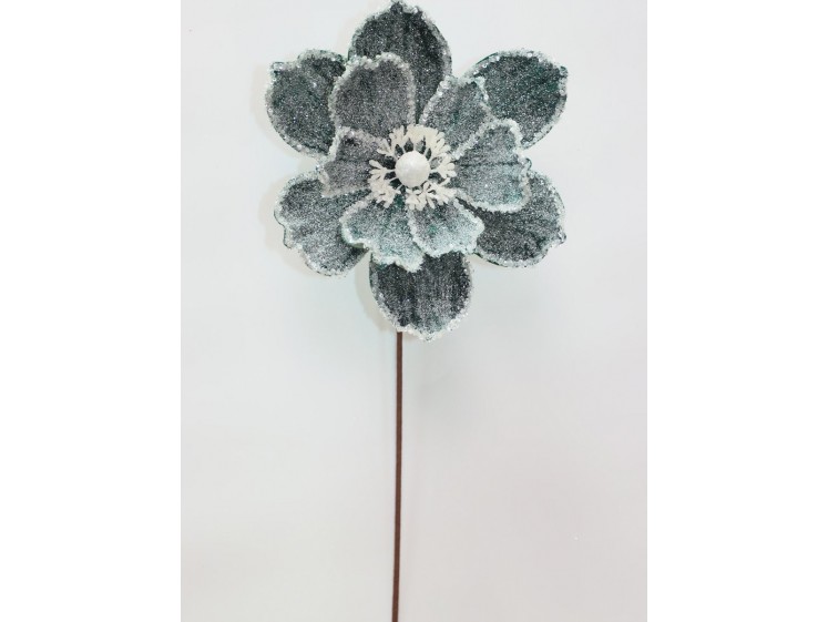 Kalėdinė magnolija VELVET...