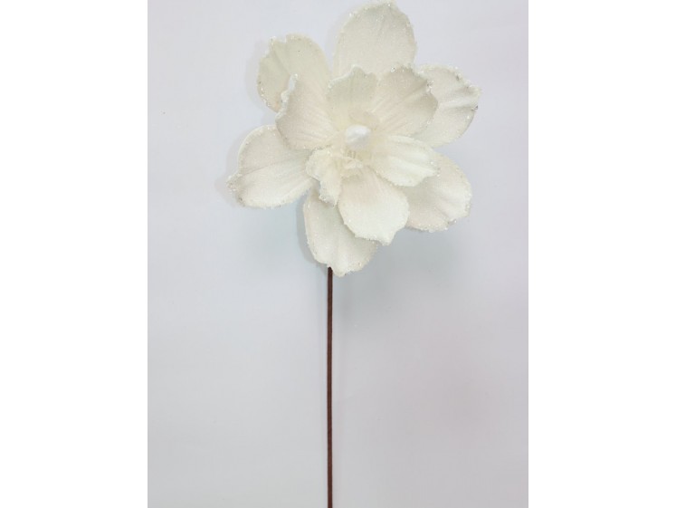 Kalėdinė magnolija VELVET...