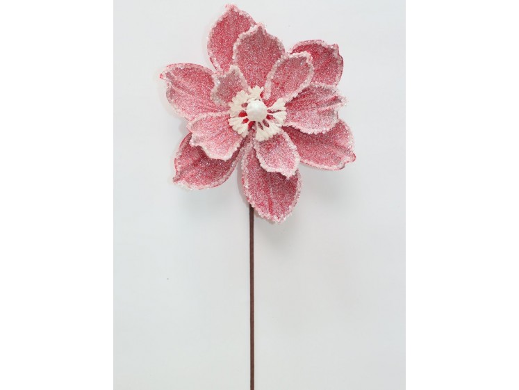 Kalėdinė magnolija VELVET Red