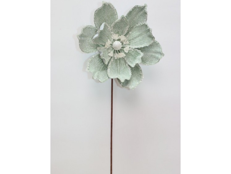 Kalėdinė magnolija VELVET...