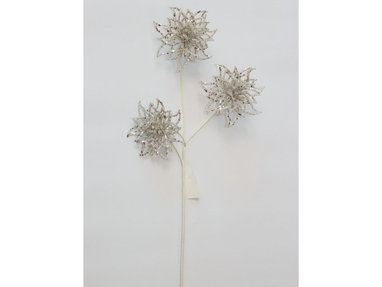 Kalėdinė gėlė Champagne