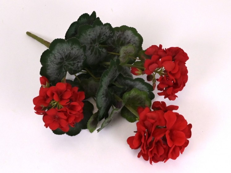 Pelargonijos krūmas