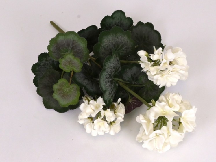 Pelargonijos krūmas